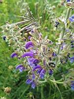 Sauge des pres - Salvia pratensis (prise vers Vals-les-bains, Ardeche)(3)